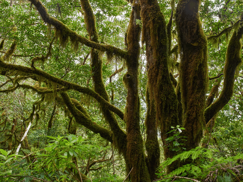 Góry Anaga wiosną na Teneryfie pełne zieleni i kwitnących drzew
