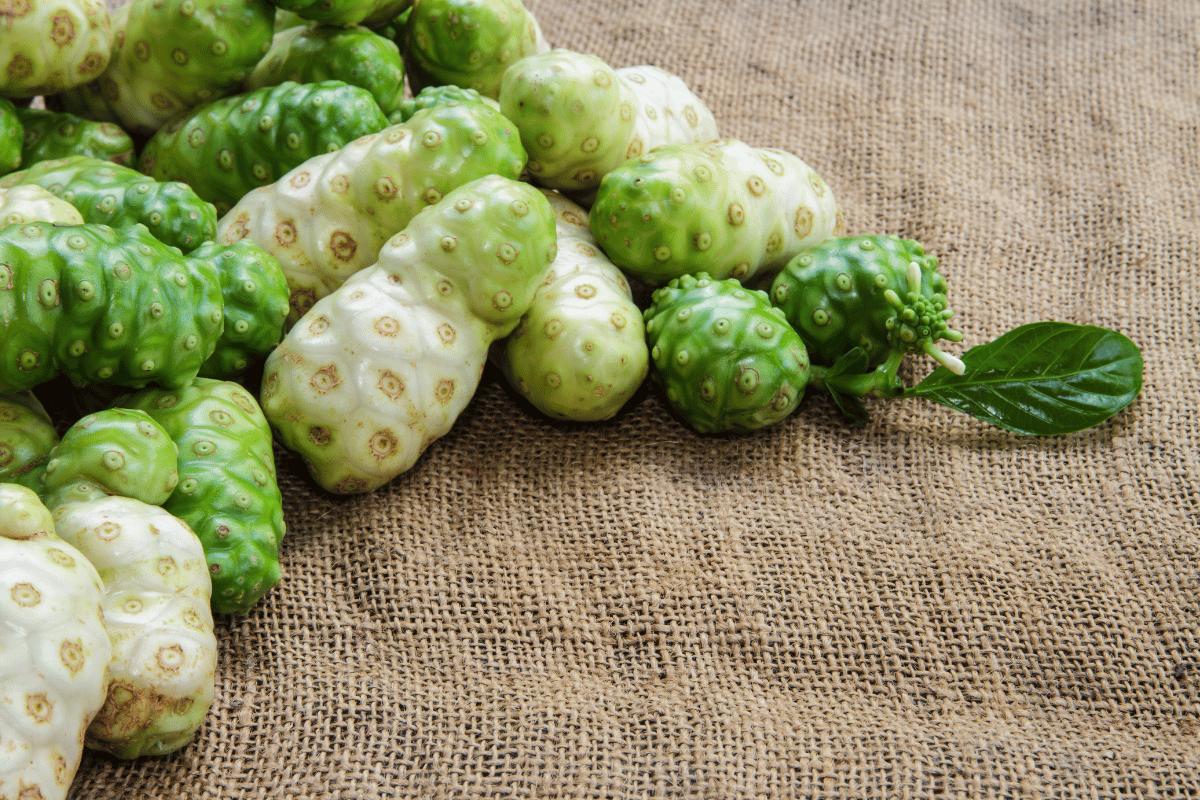 Owoc noni Morinda citrifolia w pełnej dojrzałości na Teneryfie