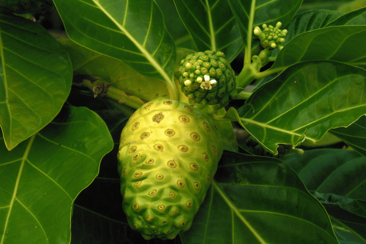 Drzewo noni Morinda citrifolia w rejonie Los Gigantes na Teneryfie