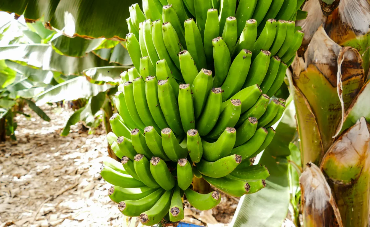 Kiść zielonych bananów plátanos canarios rosnąca na drzewie bananowym na plantacji na Teneryfie