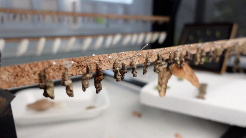 3/6 Atrakcje dla dzieci na Teneryfie