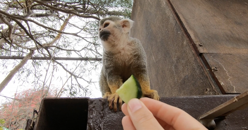 4/6 Atrakcje dla dzieci na Teneryfie