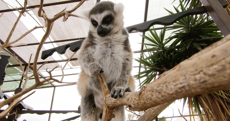 6/6 Atrakcje dla dzieci na Teneryfie