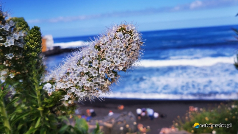 24/25 Puerto de La Cruz - kurort turystyczny północnej Teneryfy