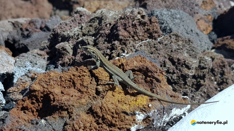 3/6 Jaszczurka - nieoficjalny symbol Teneryfy