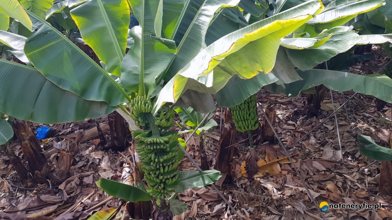 3/5 Plantacje bananów na Teneryfie