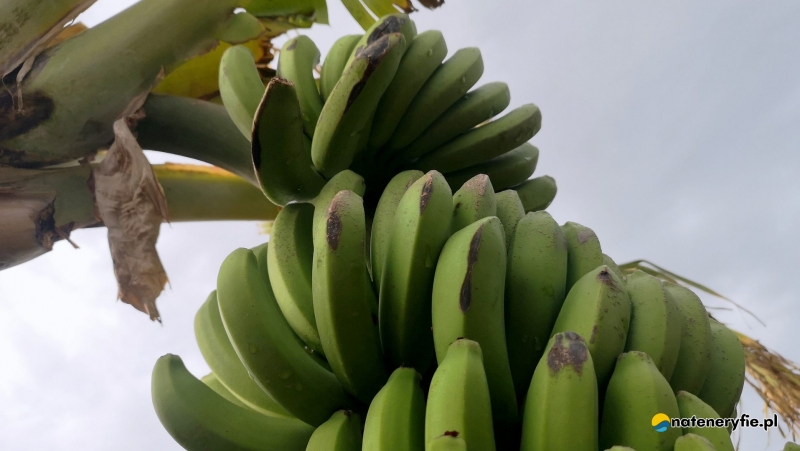 4/5 Plantacje bananów na Teneryfie