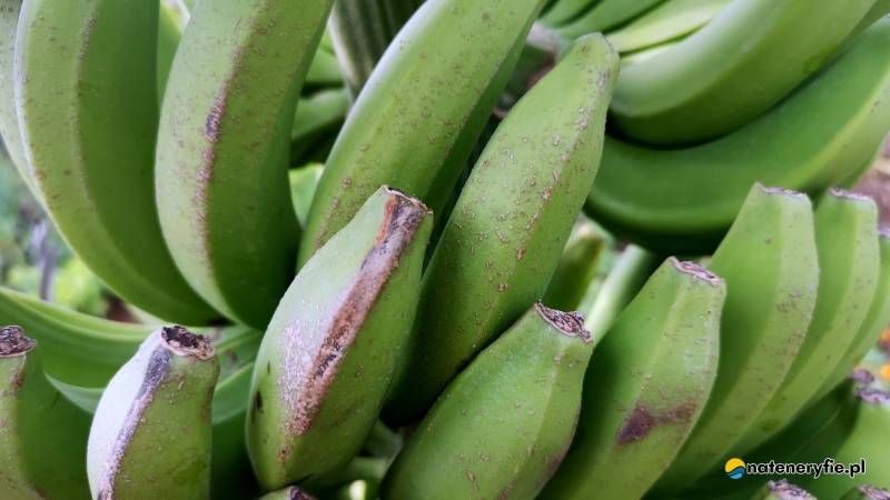 5/5 Plantacje bananów na Teneryfie