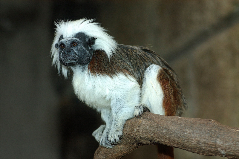 3/12 Monkey Park na Teneryfie