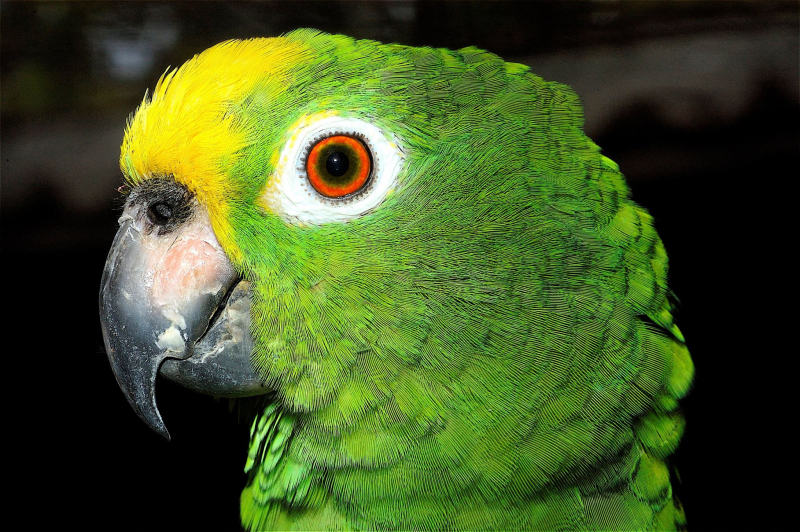 5/12 Monkey Park na Teneryfie