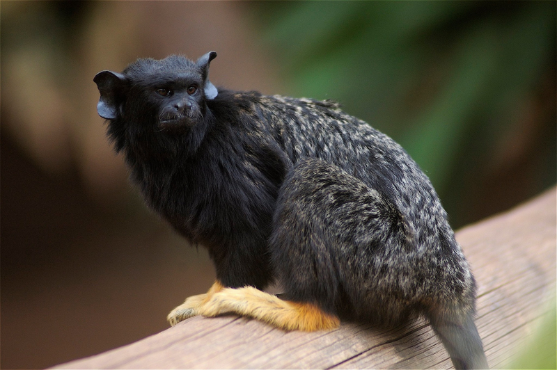 6/12 Monkey Park na Teneryfie