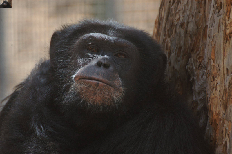 7/12 Monkey Park na Teneryfie