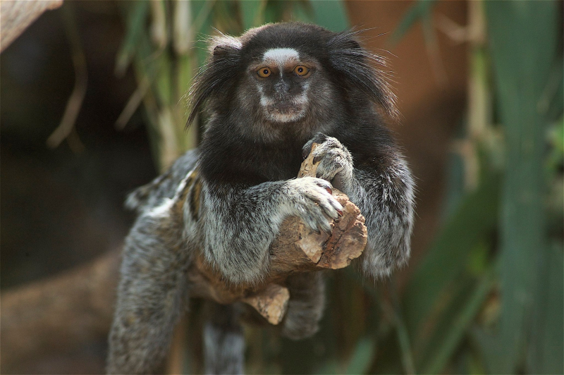 8/12 Monkey Park na Teneryfie