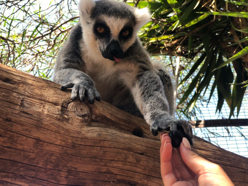 9/12 Monkey Park na Teneryfie