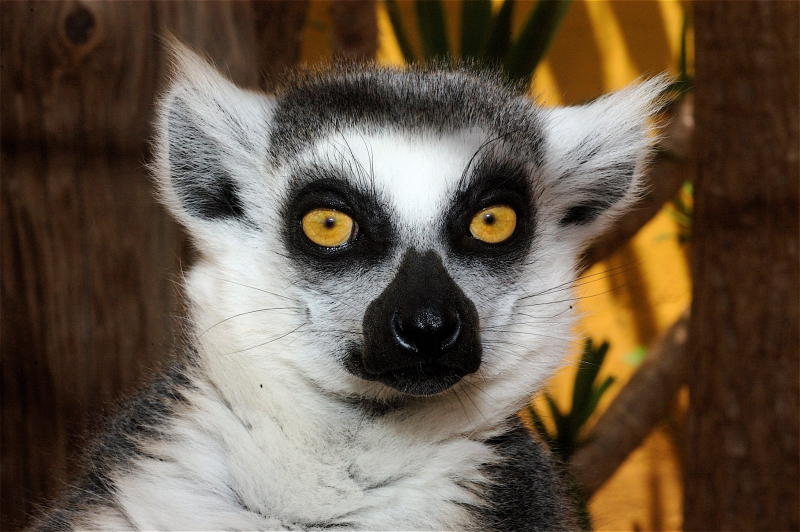 10/12 Monkey Park na Teneryfie