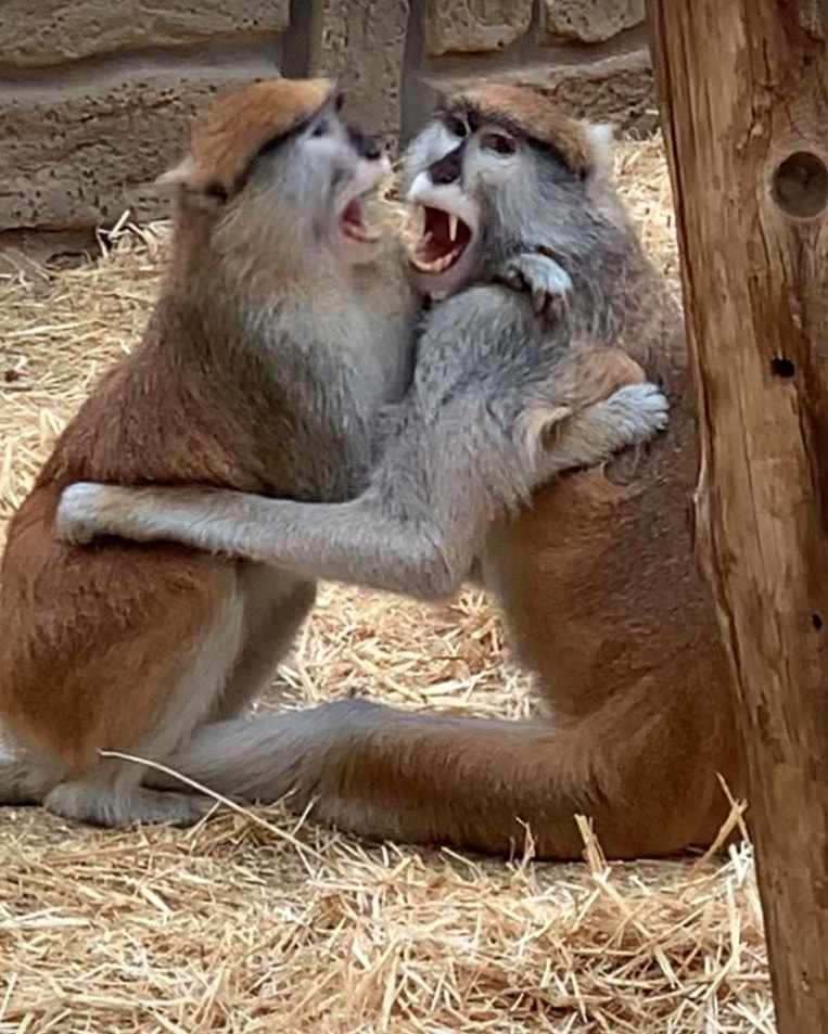 11/12 Monkey Park na Teneryfie